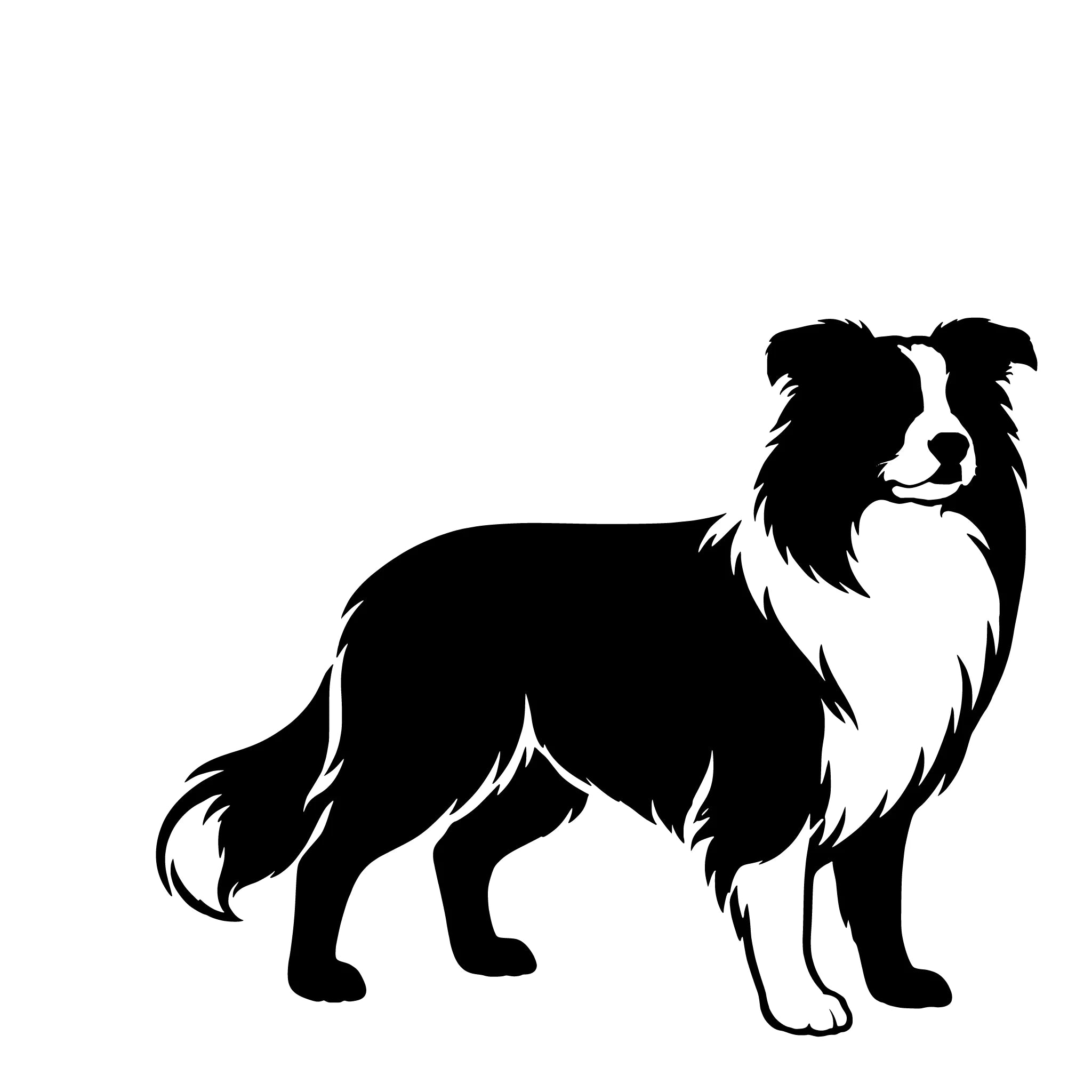  Border Collie – Single Motif Sticker
