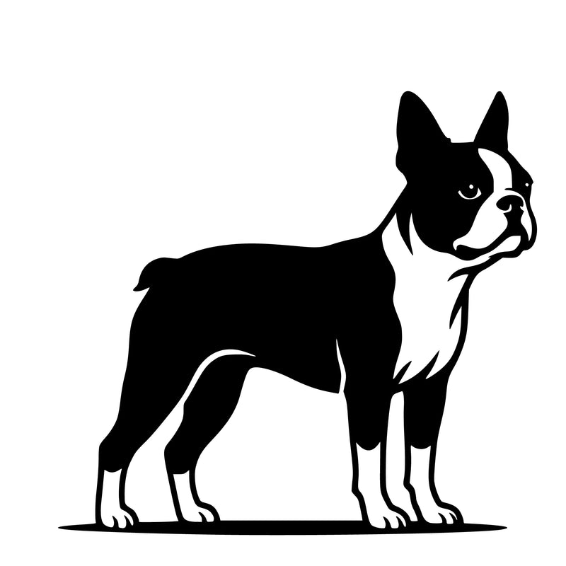 Boston Terrier – Single Motif Sticker